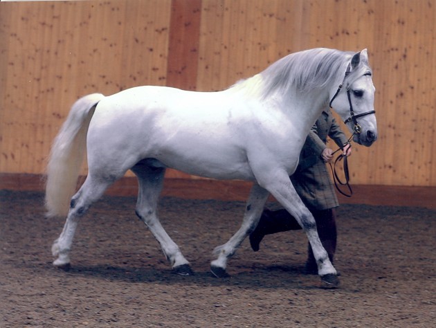 Gevaudan at NI Festival, Necarne
